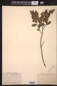 Chamaedaphne calyculata image