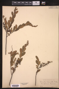 Chamaedaphne calyculata image