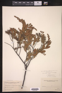Chamaedaphne calyculata image