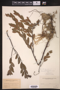 Chamaedaphne calyculata image