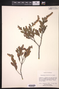 Media resource of Chamaedaphne calyculata