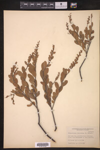 Chamaedaphne calyculata image