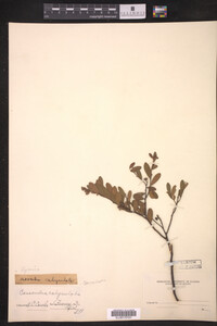 Chamaedaphne calyculata image