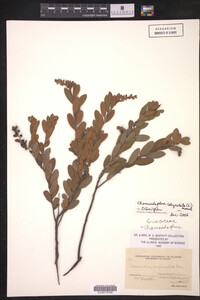 Chamaedaphne calyculata image