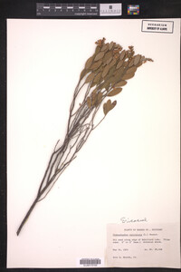 Chamaedaphne calyculata image