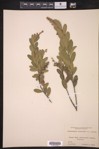Chamaedaphne calyculata image