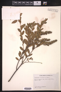 Chamaedaphne calyculata image