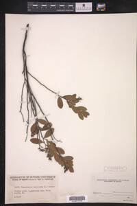 Chamaedaphne calyculata image