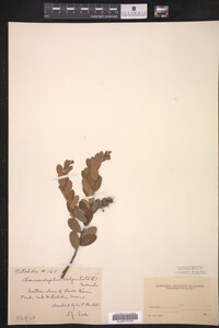 Chamaedaphne calyculata image