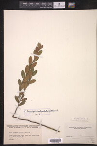 Chamaedaphne calyculata image