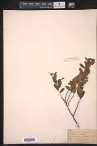 Chamaedaphne calyculata image