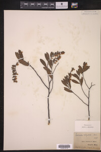 Chamaedaphne calyculata image