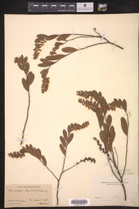 Chamaedaphne calyculata image
