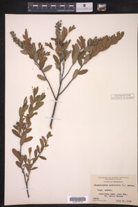 Chamaedaphne calyculata image