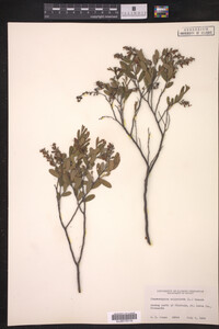 Chamaedaphne calyculata image