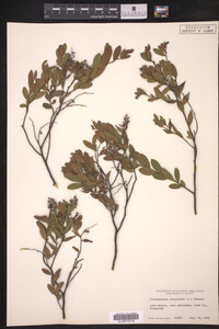 Chamaedaphne calyculata image