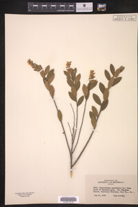 Chamaedaphne calyculata image