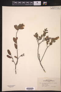 Chamaedaphne calyculata image