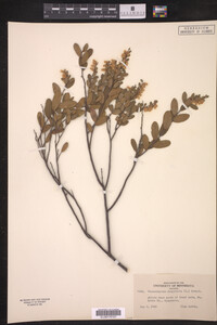Chamaedaphne calyculata image