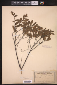Chamaedaphne calyculata image