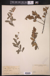 Chamaedaphne calyculata image