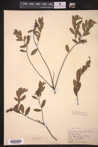 Chamaedaphne calyculata image