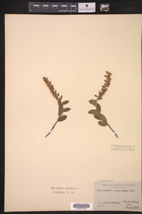 Chamaedaphne calyculata image
