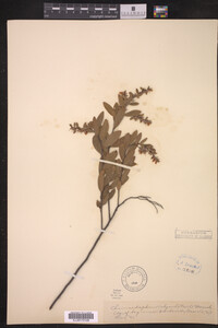 Chamaedaphne calyculata image