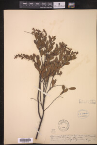 Chamaedaphne calyculata image