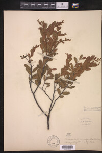 Chamaedaphne calyculata image