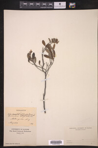 Chamaedaphne calyculata image
