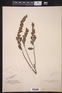 Chamaedaphne calyculata image