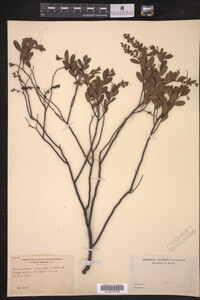 Chamaedaphne calyculata image