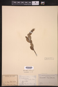 Image Associated With the Occurrence