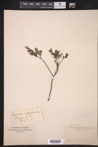 Chamaedaphne calyculata image