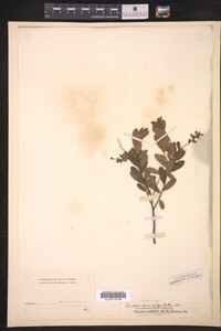 Chamaedaphne calyculata image