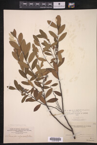 Chamaedaphne calyculata image