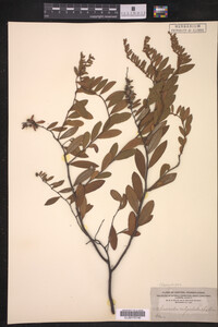 Chamaedaphne calyculata image