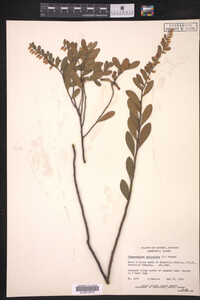 Chamaedaphne calyculata image