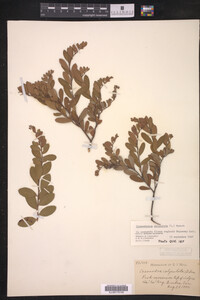 Chamaedaphne calyculata image