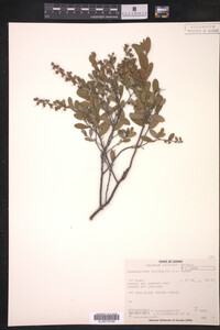 Chamaedaphne calyculata image
