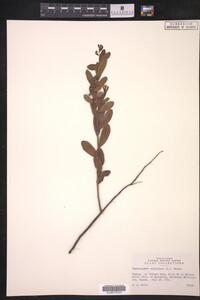 Chamaedaphne calyculata image