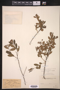 Chamaedaphne calyculata image