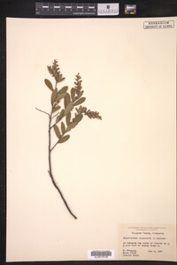 Chamaedaphne calyculata image