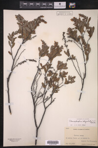 Chamaedaphne calyculata image