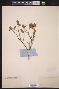 Chamaedaphne calyculata image