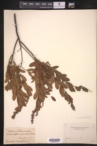 Chamaedaphne calyculata image