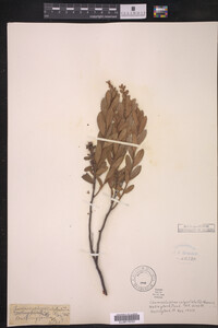 Image Associated With the Occurrence