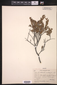 Chamaedaphne calyculata image