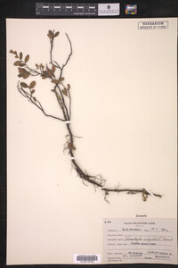 Chamaedaphne calyculata image